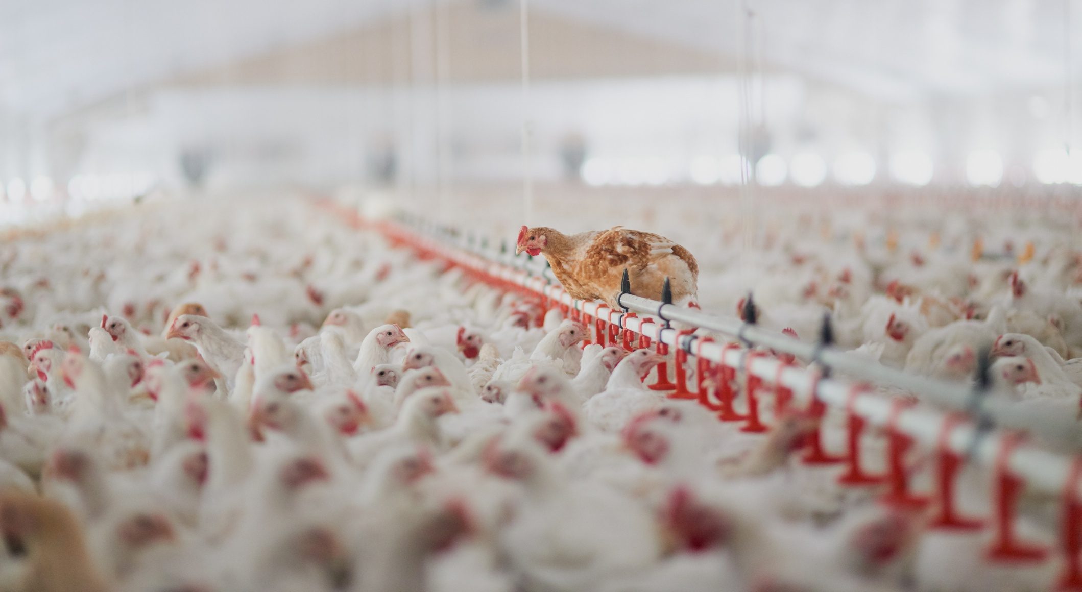 Benessere degli animali nei sistemi di produzione di uova prive di gabbie